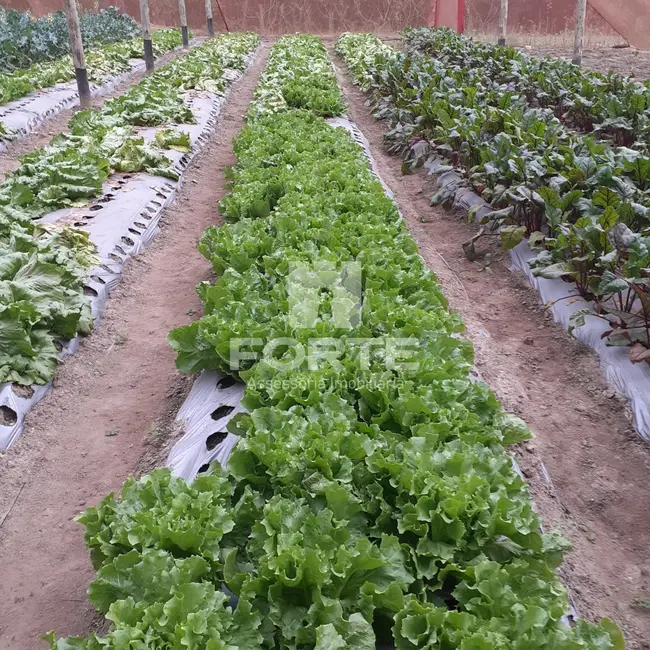 Foto 3 de Sítio / Rancho com 3 quartos à venda, 190m2 em Mogi Das Cruzes - SP