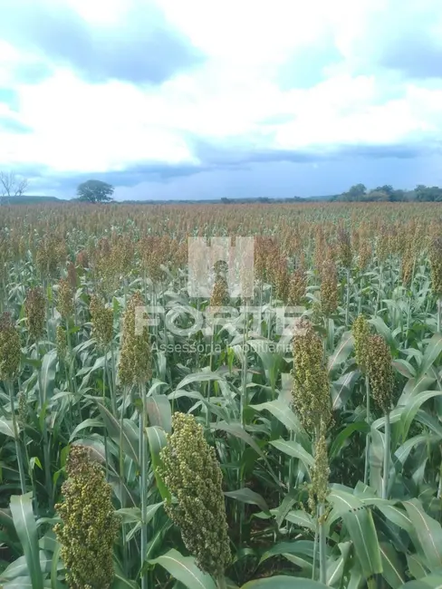 Fazenda / Haras com 11 quartos à venda, 3900m2 em Goiatins - TO - imagem 8 Foto 8 de Fazenda / Haras com 11 quartos à venda, 3900m2 em Goiatins - TO