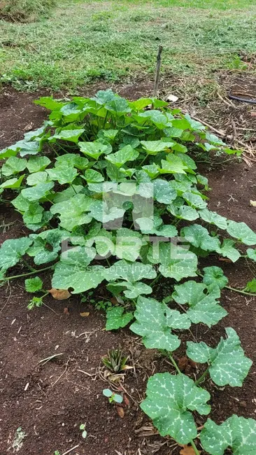 Foto 5 de Chácara com 3 quartos à venda, 1100m2 em Quatinga, Mogi Das Cruzes - SP