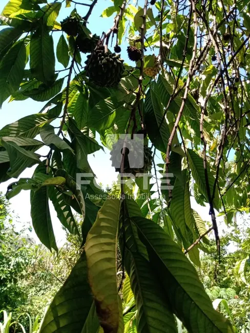 Chácara com 3 quartos à venda, 250m2 em Jardim Aracy, Mogi Das Cruzes - SP - imagem 7 Foto 7 de Chácara com 3 quartos à venda, 250m2 em Jardim Aracy, Mogi Das Cruzes - SP