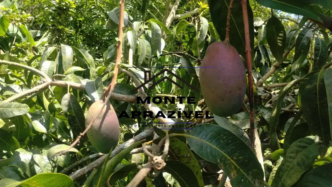 Chácara com 4 quartos à venda, 1200m2 em Chácaras Duchen, Suzano - SP - imagem 9 Foto 9 de Chácara com 4 quartos à venda, 1200m2 em Chácaras Duchen, Suzano - SP