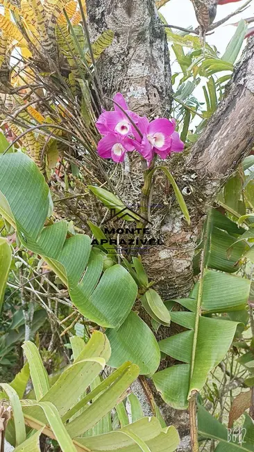 Foto 3 de Chácara com 3 quartos à venda, 12000m2 em Palmeiras de São Paulo, Suzano - SP