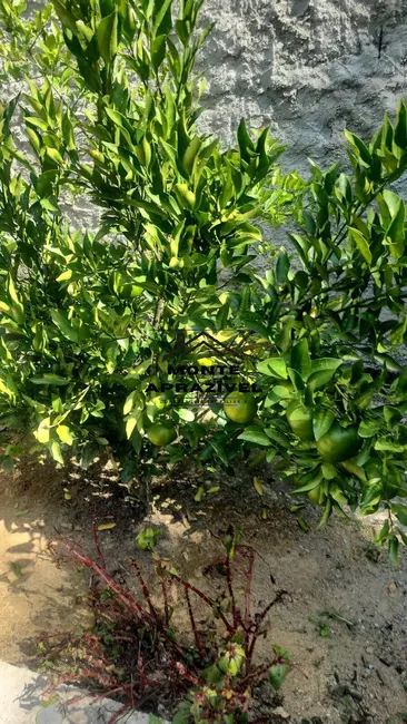 Chácara com 1 quarto à venda, 1400m2 em Vila Costa, Suzano - SP - imagem 4 Foto 4 de Chácara com 1 quarto à venda, 1400m2 em Vila Costa, Suzano - SP