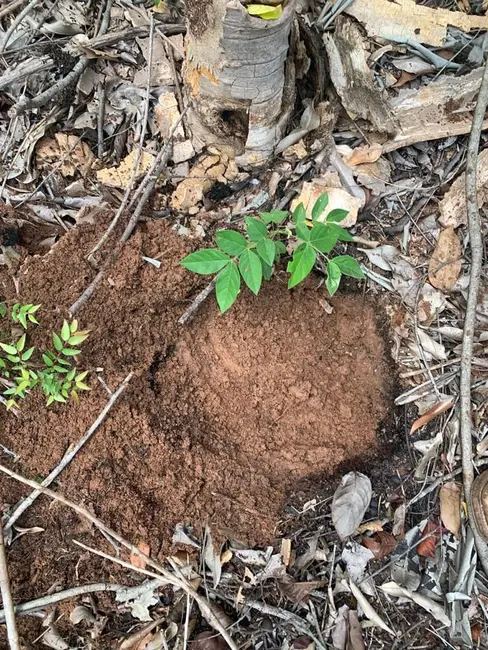 Foto 8 de Fazenda / Haras com 1 quarto à venda, 19287m2 em Centro, Sapezal - MT