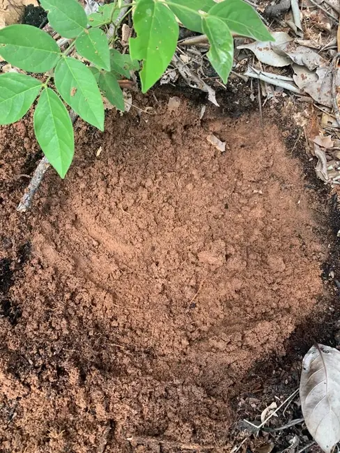 Foto 7 de Fazenda / Haras com 1 quarto à venda, 19287m2 em Centro, Sapezal - MT