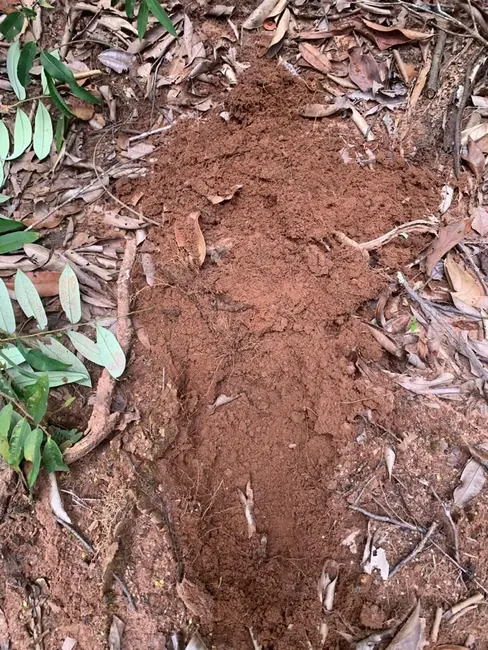 Foto 9 de Fazenda / Haras com 1 quarto à venda, 19287m2 em Centro, Sapezal - MT
