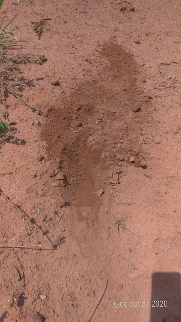 Fazenda / Haras com 1 quarto à venda, 36200m2 em Centro, Nova Ubirata - MT - imagem 9 Foto 9 de Fazenda / Haras com 1 quarto à venda, 36200m2 em Centro, Nova Ubirata - MT