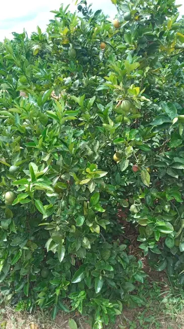 Foto 4 de Fazenda / Haras à venda, 9196000m2 em Jardim Guanabara, Lins - SP