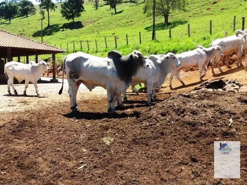 Fazenda / Haras à venda, 2500000m2 em Pouso Alegre - MG - imagem 5 Foto 5 de Fazenda / Haras à venda, 2500000m2 em Pouso Alegre - MG