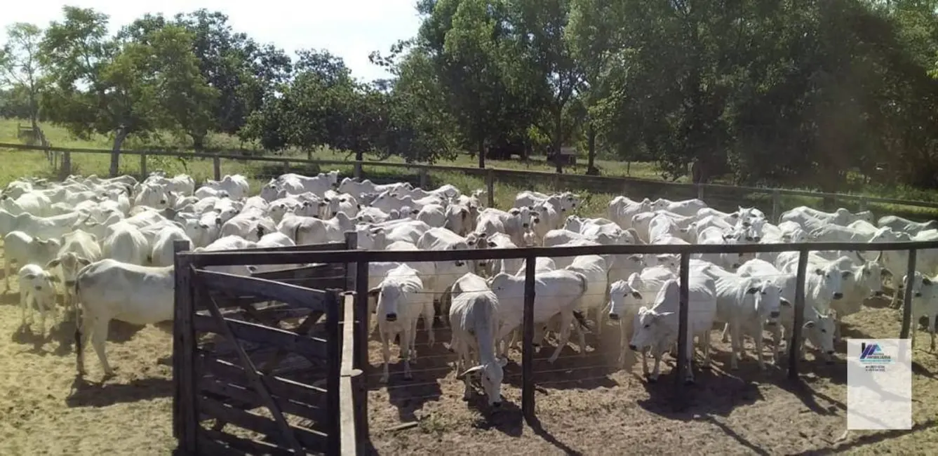 Foto 5 de Fazenda / Haras à venda, 16777215m2 em Santa Fe De Minas - MG