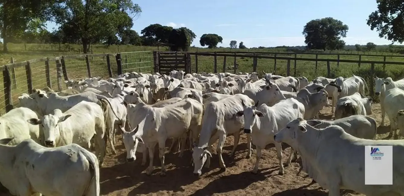 Foto 4 de Fazenda / Haras à venda, 16777215m2 em Santa Fe De Minas - MG