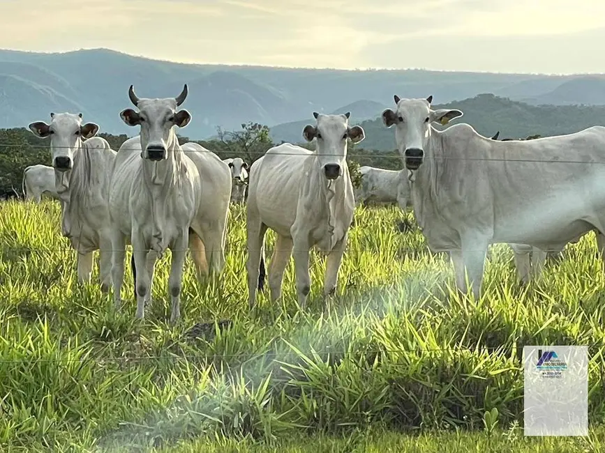 Foto 3 de Fazenda / Haras à venda, 14620000m2 em Almas - TO