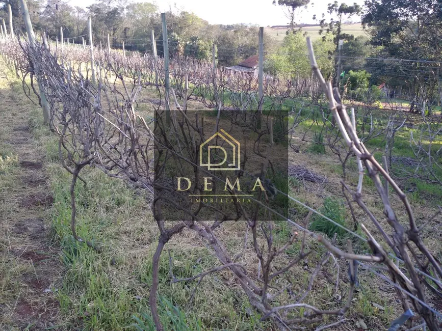 Chácara à venda, 36300m2 em Toledo - PR - imagem 9 Foto 9 de Chácara à venda, 36300m2 em Toledo - PR