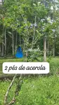 Imagem 11