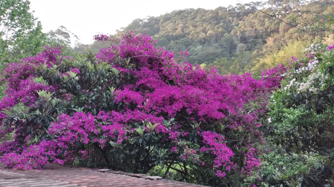 Foto 4 de Chácara com 5 quartos à venda, 20480m2 em Santo Antonio Do Pinhal - SP