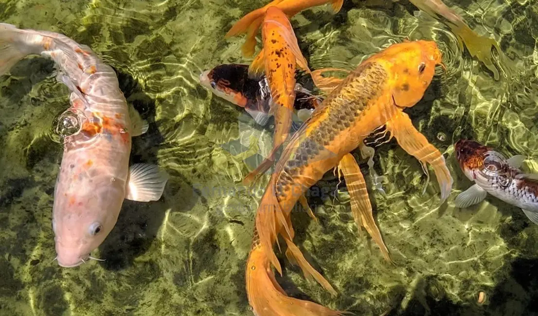 Sala Comercial para alugar, 54m2 em Loteamento Center Santa Genebra, Campinas - SP - imagem 5 Foto 5 de Sala Comercial para alugar, 54m2 em Loteamento Center Santa Genebra, Campinas - SP