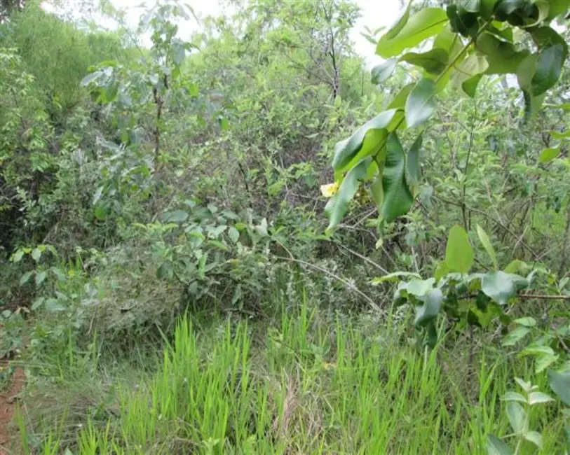 Foto 6 de Chácara à venda, 10000m2 em Paraopeba - MG