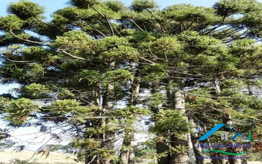 Foto 2 de Lote de Condomínio à venda, 1035m2 em Centro, Goncalves - MG