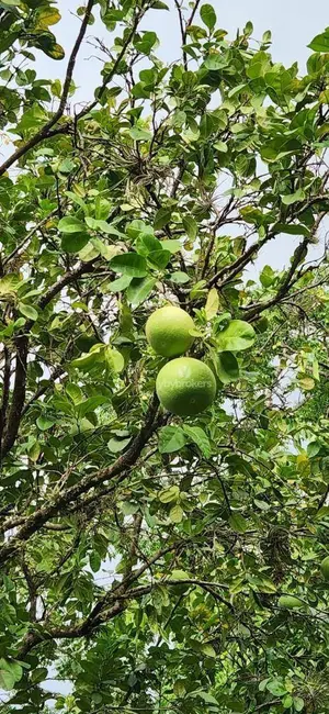Foto 7 de Casa de Condomínio com 3 quartos à venda, 5000m2 em Recanto das Flores, Indaiatuba - SP