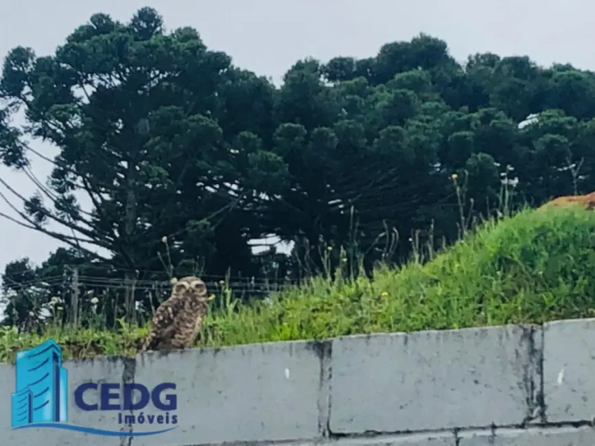 Foto 2 de Lote de Condomínio à venda, 608m2 em Ferraria, Campo Largo - PR