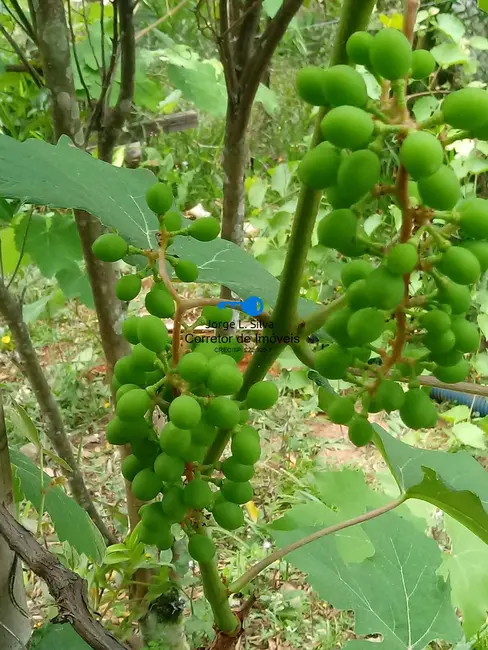 Foto 9 de Casa com 2 quartos à venda, 450m2 em Chácara das Garças, Santana De Parnaiba - SP
