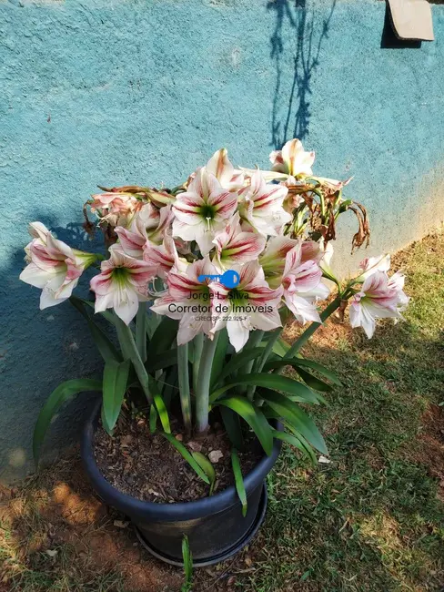 Foto 8 de Chácara com 4 quartos à venda, 280m2 em Parque Jaguari (Fazendinha), Santana De Parnaiba - SP