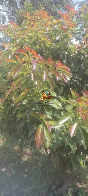 Chácara com 1 quarto à venda, 1000m2 em Ponunduva, Cajamar - SP - imagem 6 Foto 6 de Chácara com 1 quarto à venda, 1000m2 em Ponunduva, Cajamar - SP