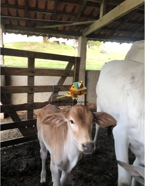 Sítio / Rancho com 4 quartos à venda, 500m2 em Ponunduva, Cajamar - SP - imagem 6 Foto 6 de Sítio / Rancho com 4 quartos à venda, 500m2 em Ponunduva, Cajamar - SP