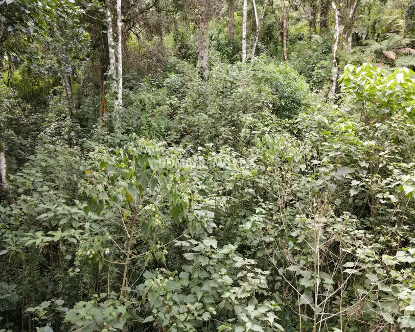Terreno / Lote à venda, 1010m2 em Campos Do Jordao - SP - imagem 5 Foto 5 de Terreno / Lote à venda, 1010m2 em Campos Do Jordao - SP