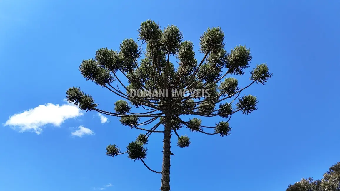 Terreno / Lote à venda em Campos Do Jordao - SP - imagem 5 Foto 5 de Terreno / Lote à venda em Campos Do Jordao - SP