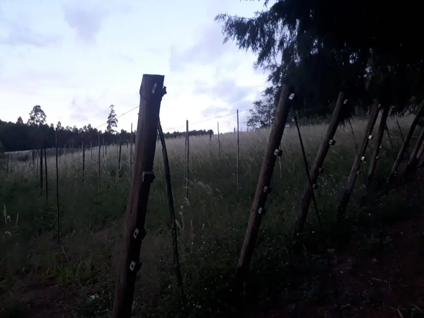 Foto 7 de Sítio / Rancho à venda em Sao Miguel Arcanjo - SP
