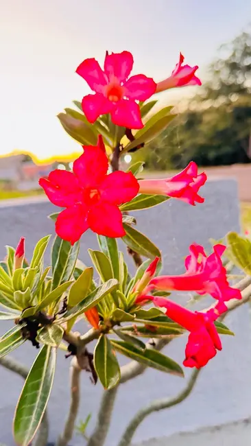 Lote de Condomínio à venda, 200m2 em Jardim Novo Horizonte, Sorocaba - SP - imagem 2 Foto 2 de Lote de Condomínio à venda, 200m2 em Jardim Novo Horizonte, Sorocaba - SP