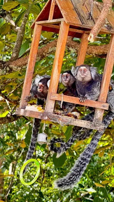 Lote de Condomínio à venda, 200m2 em Jardim Novo Horizonte, Sorocaba - SP - imagem 3 Foto 3 de Lote de Condomínio à venda, 200m2 em Jardim Novo Horizonte, Sorocaba - SP