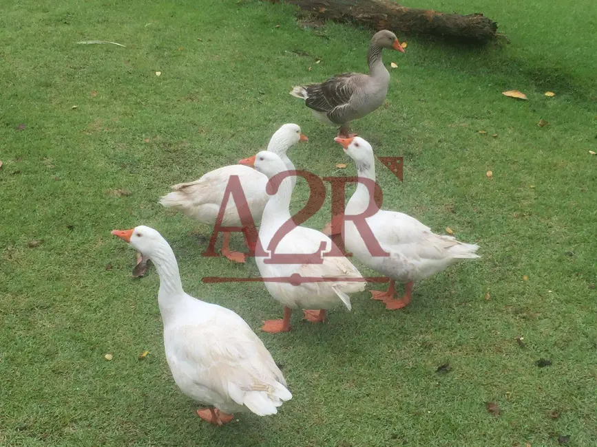 Foto 3 de Chácara à venda em Ariró (Cunhambebe), Angra Dos Reis - RJ