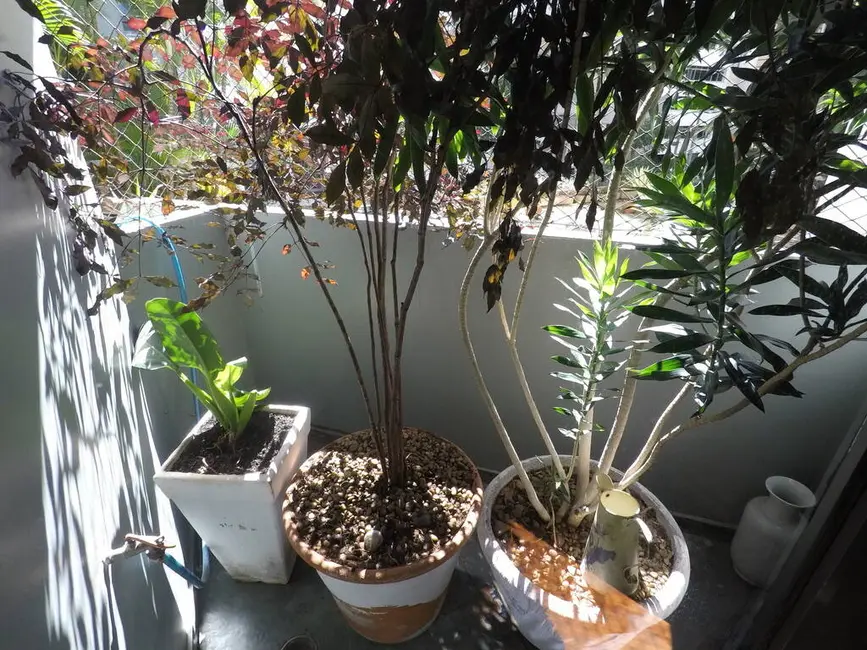 Foto 6 de Apartamento com 4 quartos à venda, 240m2 em Higienópolis, São Paulo - SP