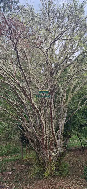Chácara com 3 quartos à venda, 5420m2 em - SP - imagem 6 Foto 6 de Chácara com 3 quartos à venda, 5420m2 em - SP