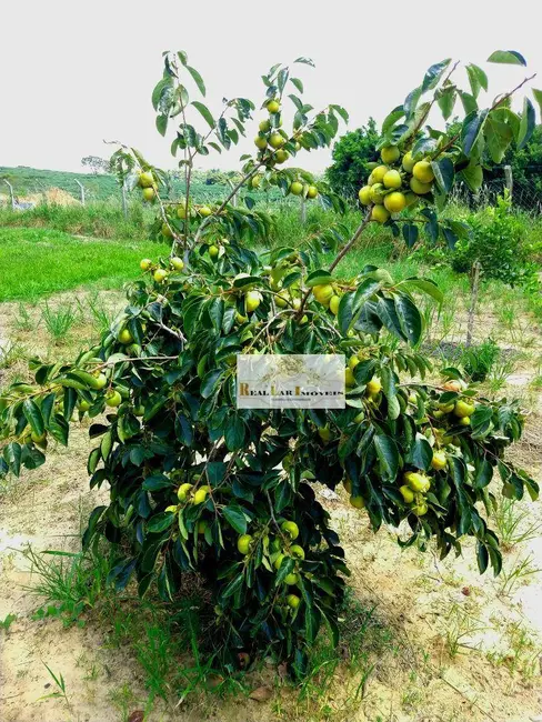 Terreno / Lote à venda, 1000m2 em Sarapui - SP - imagem 9 Foto 9 de Terreno / Lote à venda, 1000m2 em Sarapui - SP