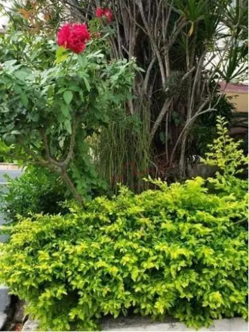 Casa com 4 quartos à venda, 485m2 em São Francisco, Niteroi - RJ - imagem 4 Foto 4 de Casa com 4 quartos à venda, 485m2 em São Francisco, Niteroi - RJ