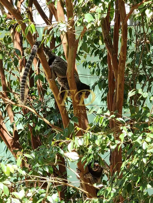 Casa de Condomínio com 5 quartos à venda, 1150m2 em Mairipora - SP - imagem 4 Foto 4 de Casa de Condomínio com 5 quartos à venda, 1150m2 em Mairipora - SP
