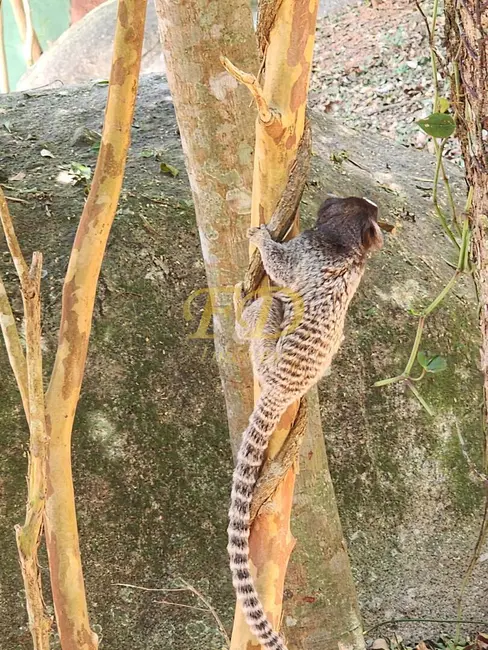Casa de Condomínio com 5 quartos à venda, 1150m2 em Mairipora - SP - imagem 6 Foto 6 de Casa de Condomínio com 5 quartos à venda, 1150m2 em Mairipora - SP