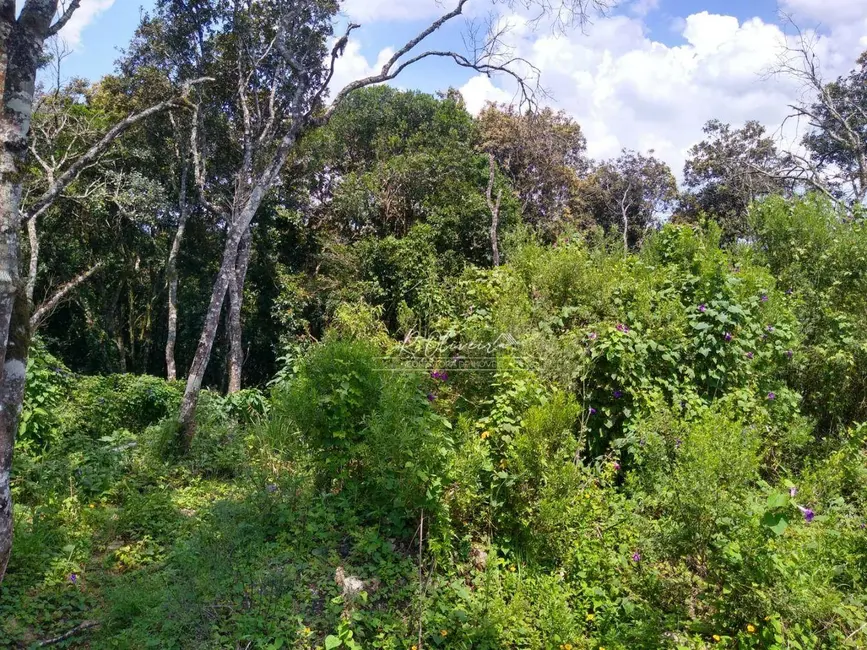 Foto 6 de Terreno / Lote à venda, 5549m2 em Sao Jose Dos Pinhais - PR