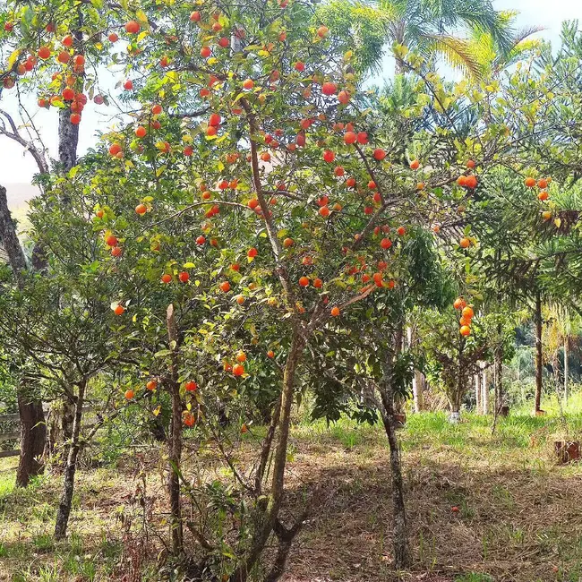 Foto 8 de Sítio / Rancho com 2 quartos à venda, 16m2 em Área Rural de Guaratinguetá, Guaratingueta - SP