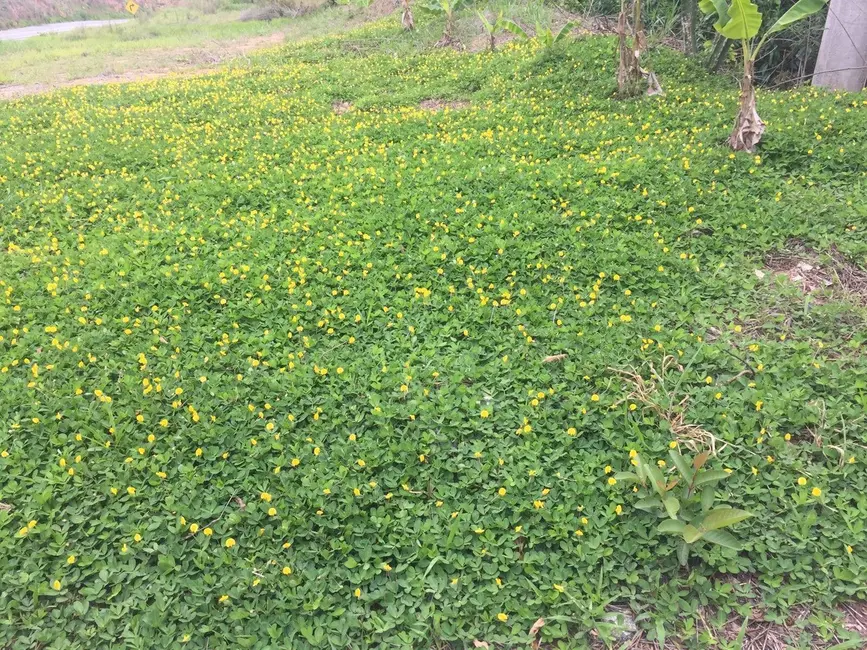 Chácara com 3 quartos à venda em Guaratingueta - SP - imagem 9 Foto 9 de Chácara com 3 quartos à venda em Guaratingueta - SP