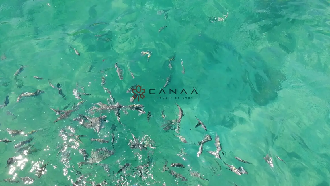 Foto 6 de Terreno / Lote à venda, 42400m2 em Praia da Ribeira (Cunhambebe), Angra Dos Reis - RJ