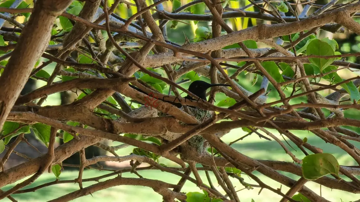 Foto 8 de Casa de Condomínio com 6 quartos à venda, 700m2 em Armacao Dos Buzios - RJ