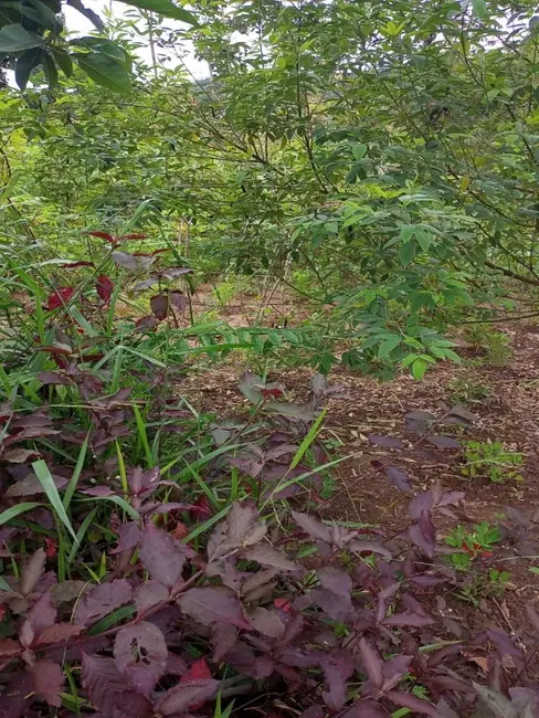 Terreno / Lote à venda, 360m2 em Sao Joaquim De Bicas - MG - imagem 6 Foto 6 de Terreno / Lote à venda, 360m2 em Sao Joaquim De Bicas - MG
