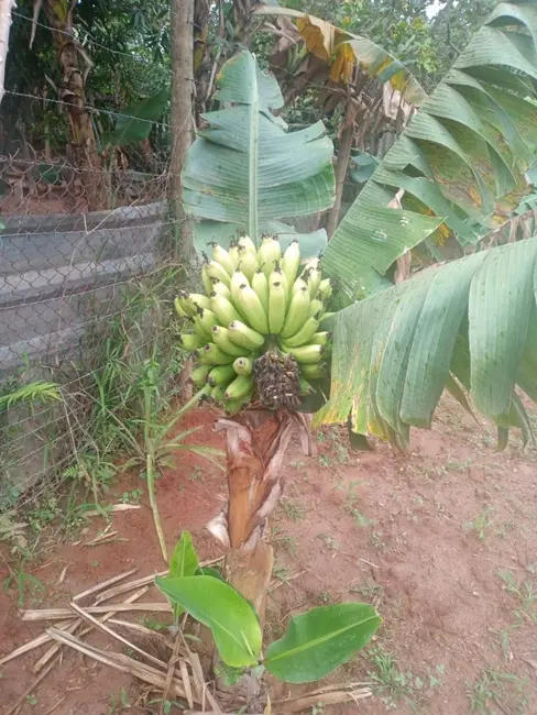 Terreno / Lote à venda, 360m2 em Sao Joaquim De Bicas - MG - imagem 4 Foto 4 de Terreno / Lote à venda, 360m2 em Sao Joaquim De Bicas - MG
