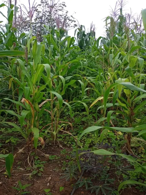 Terreno / Lote à venda, 360m2 em Sao Joaquim De Bicas - MG - imagem 5 Foto 5 de Terreno / Lote à venda, 360m2 em Sao Joaquim De Bicas - MG
