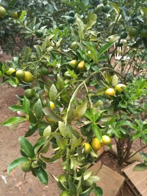 Foto 8 de Terreno / Lote à venda, 1000m2 em Curvelo - MG