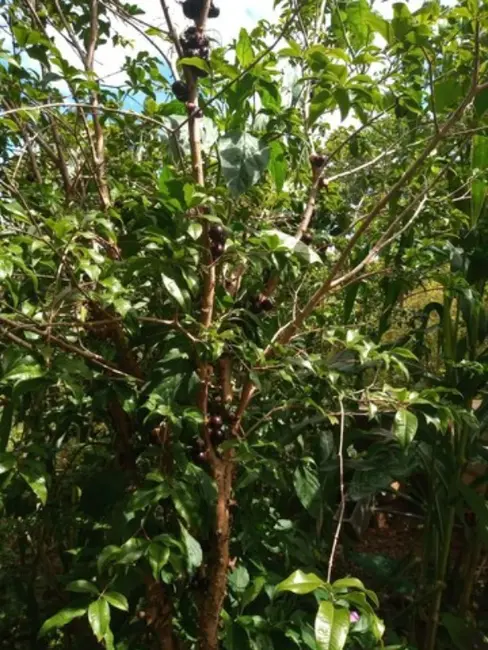 Foto 9 de Terreno / Lote à venda, 1000m2 em Curvelo - MG